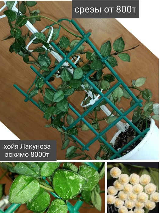 Продам вот такую красоту