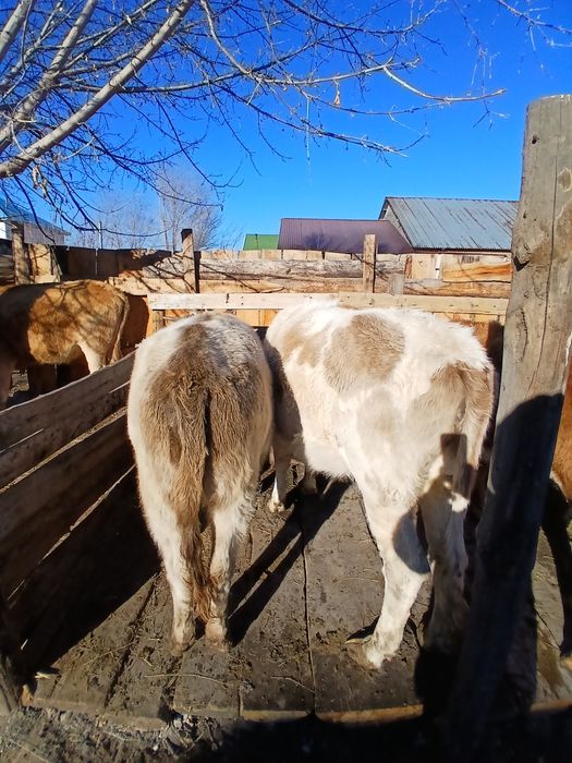 Продам коровы стельные и с телятами