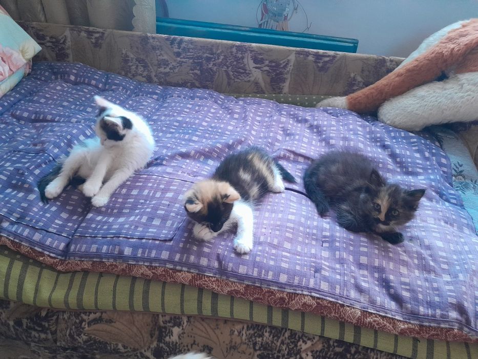 Котята прелестные очень добрые