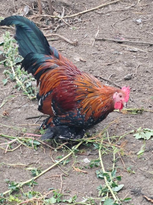 Cocoș mii de florii