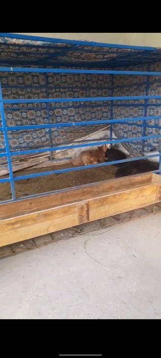 Katak kafolar beriladi