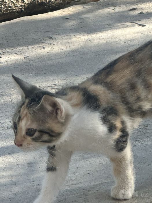Отдам в хорошие руки все девочки
