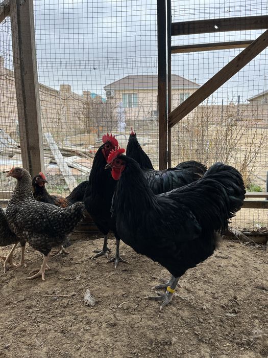 Петухи Австролорп