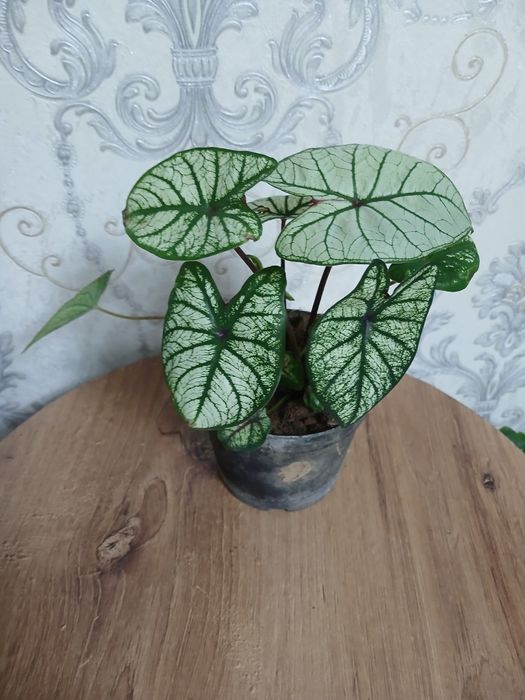 Комнатные растения