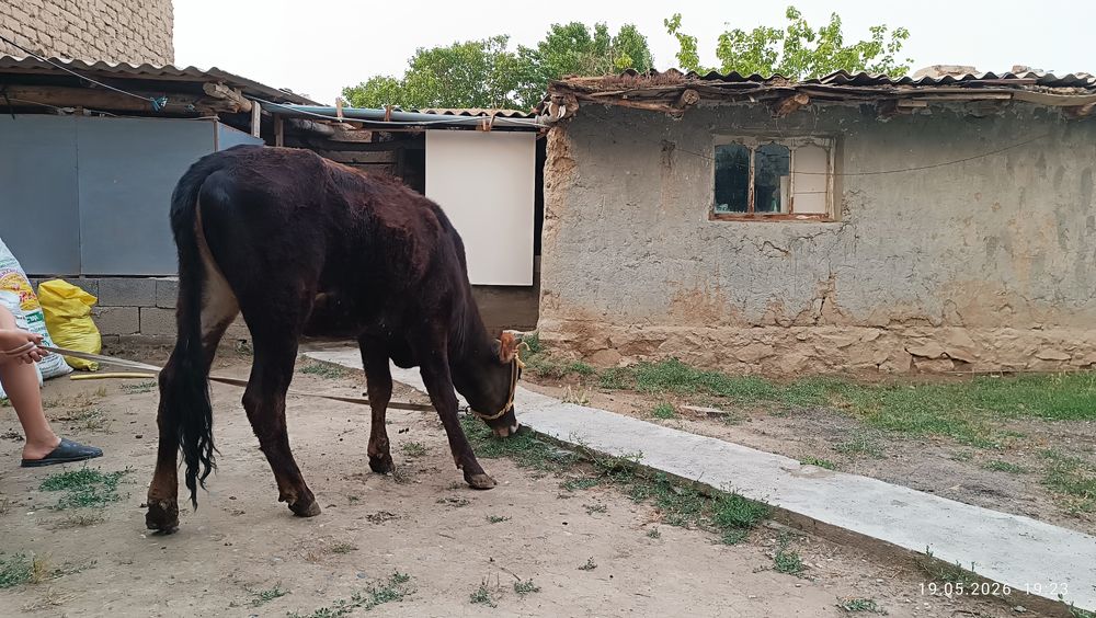 Mol. Buziq, Urg'ochi