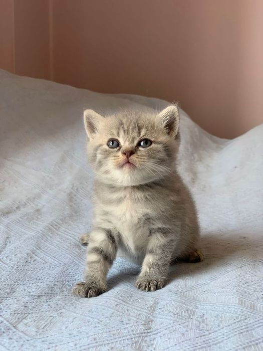 Британский котенок