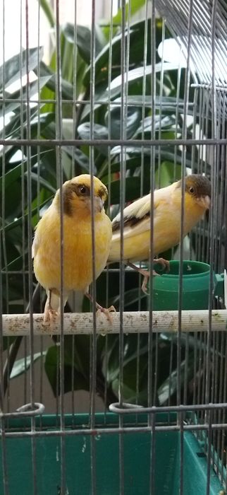 Канарейки Самки 1 год 2 месяца