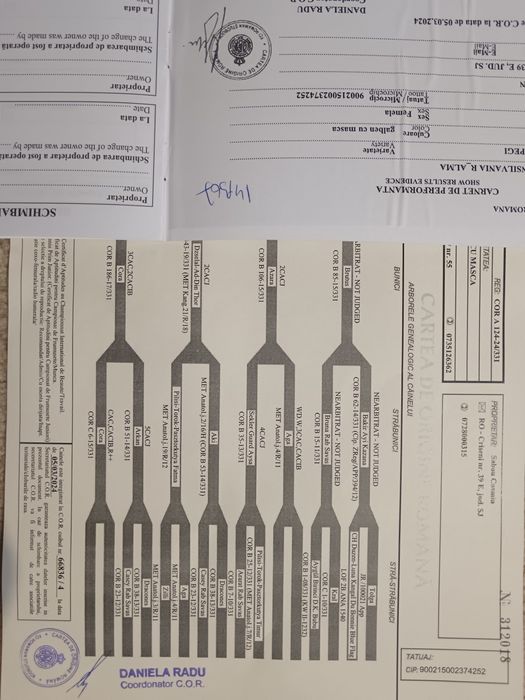Catel Kangal ( Malakli)