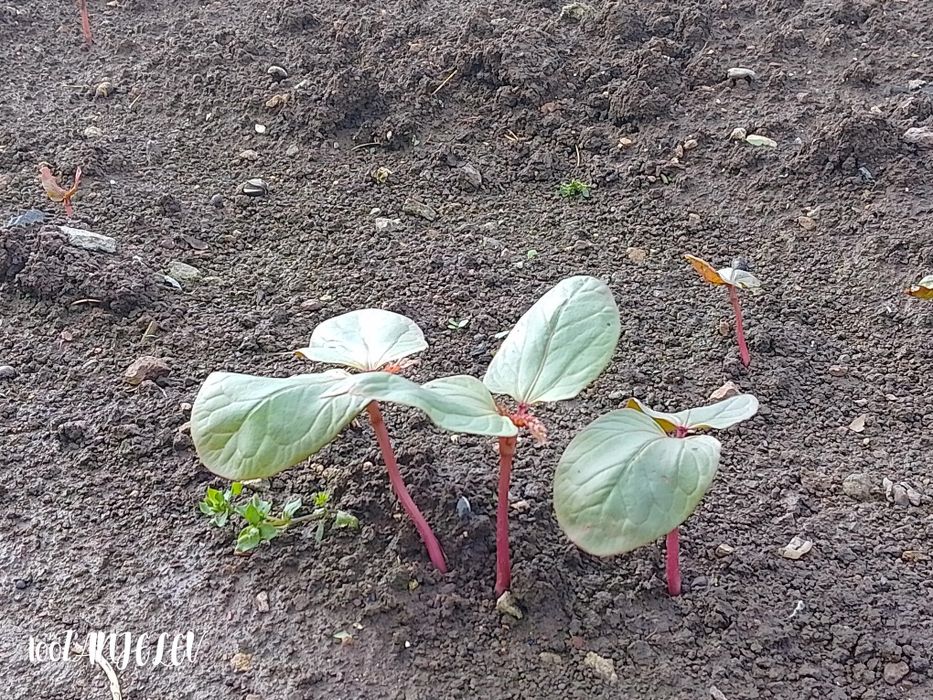 Семена Рицин (кърлеж)