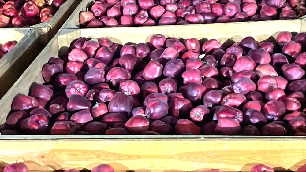 Vand mere Golden , Gala , Prince , Jeromir , Renet