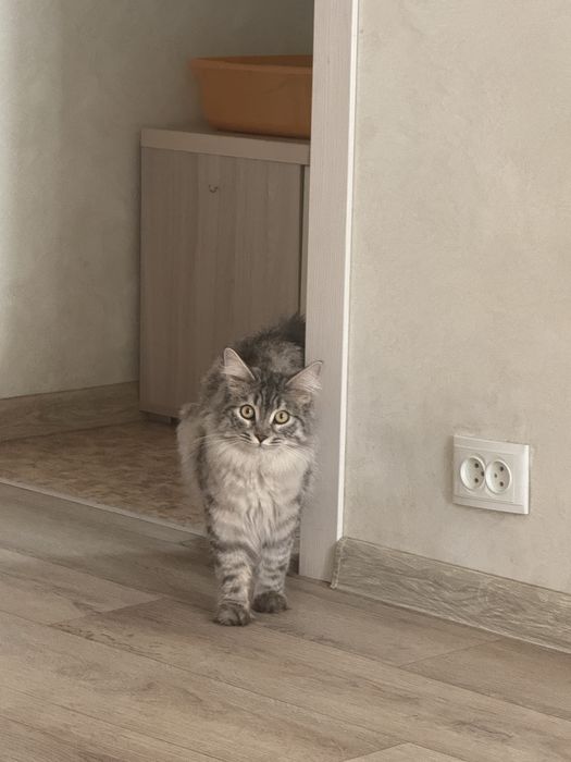 Кот в добрые руки бесплатно