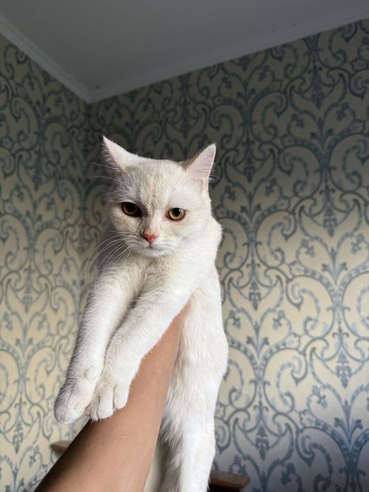 британская шиншилла белая сотилади