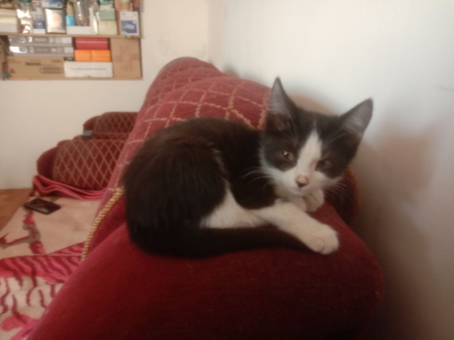 Котята котёнок мысык