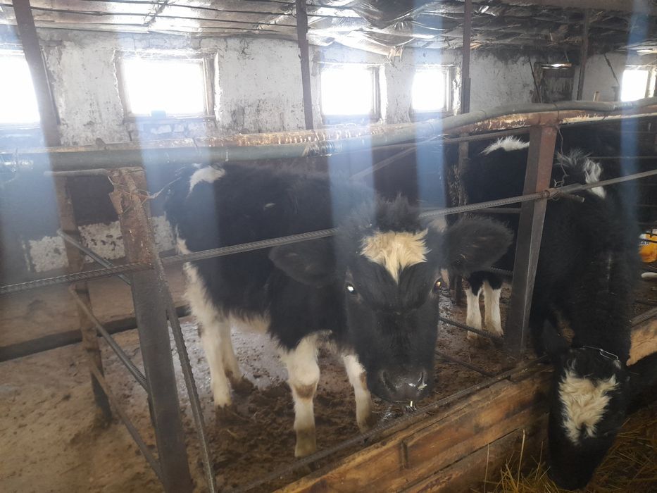 Продаются тёлочки 5 месяцев