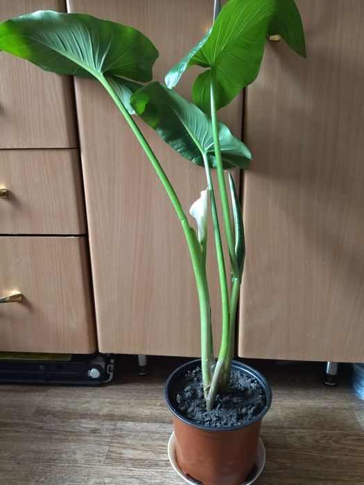 Калла взрослая белая