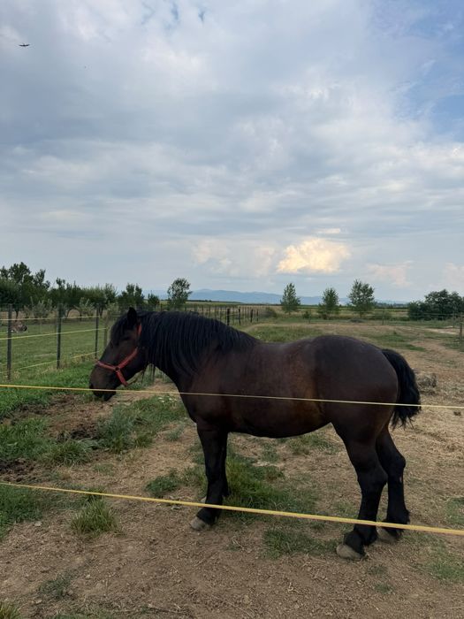 Iapă de vânzare   în Potău