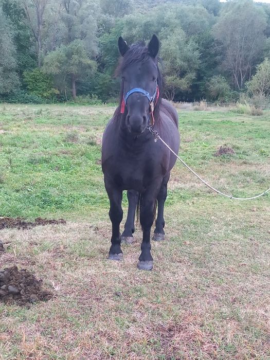 Мъжко конче на 5 месеца