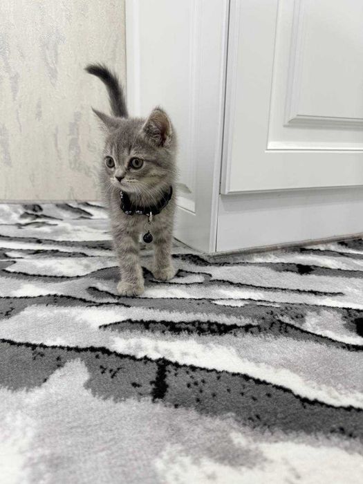 Zotdor Britan mushuk bolasi.