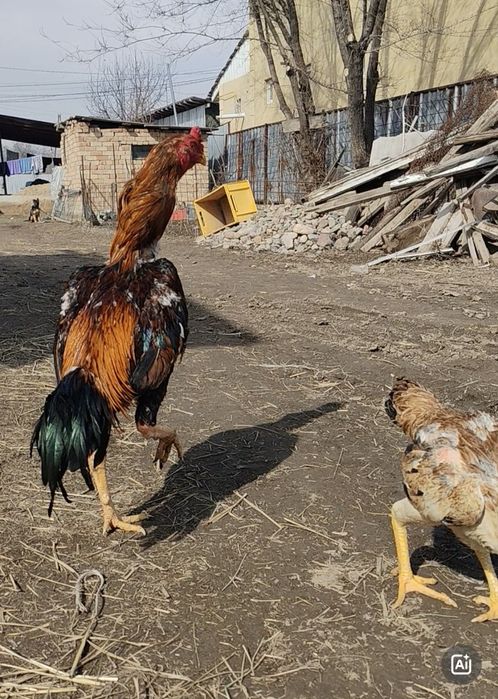 Продам дакана 100% китаец