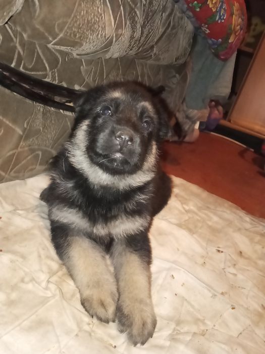 Щенки немецкой овчарки