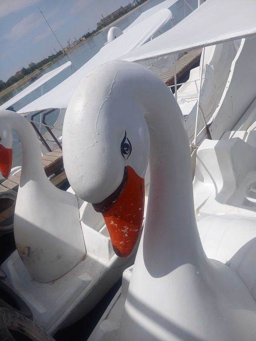 Katamaran. Oqqush katamaran