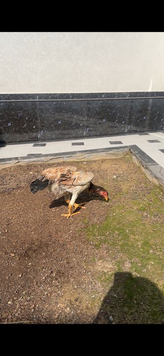 Dakan Tovuq sotiladi tuxumda dakan makiyon boboqi makyon