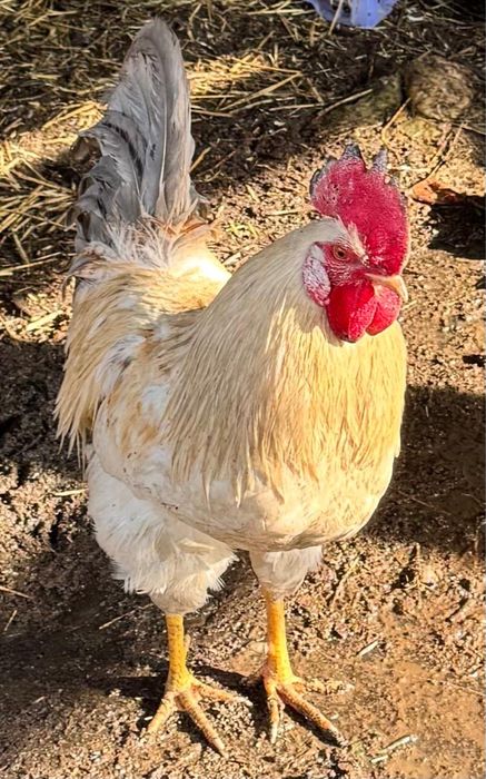 Продам домашних петухов