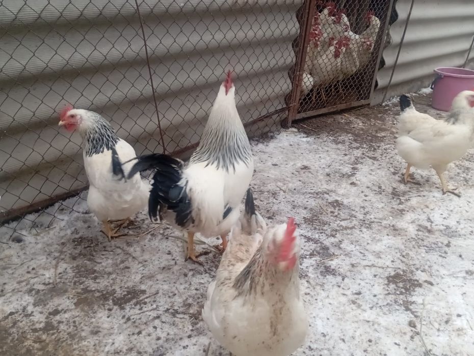 Продам яйцо инкубационное Адлер