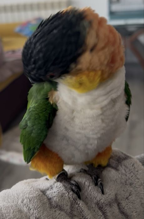 Vand papagal Caique