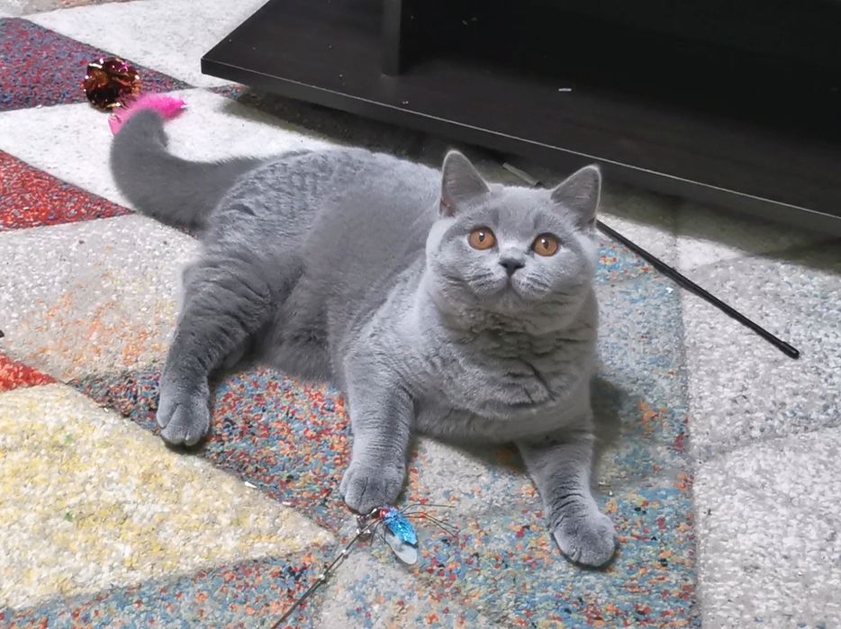 British shorthair cu pedigree