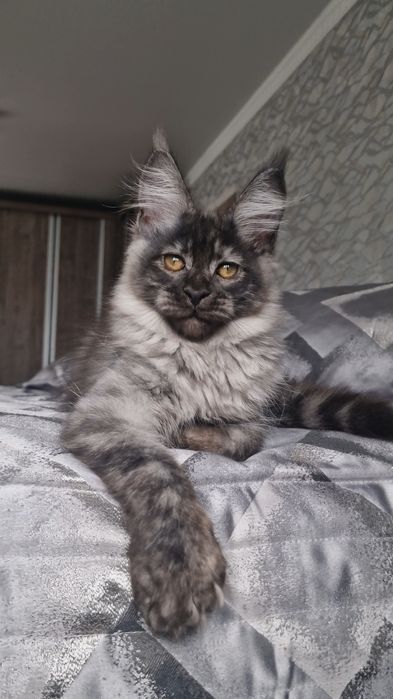 Мейн-кун котёнок полидакт