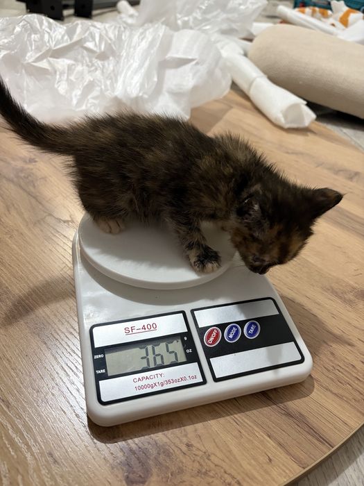 Отдам котят с доставкой !