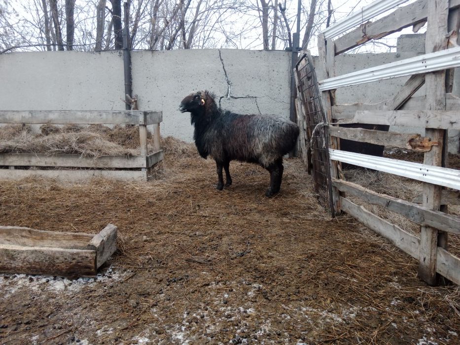 Продам  Кошкара .