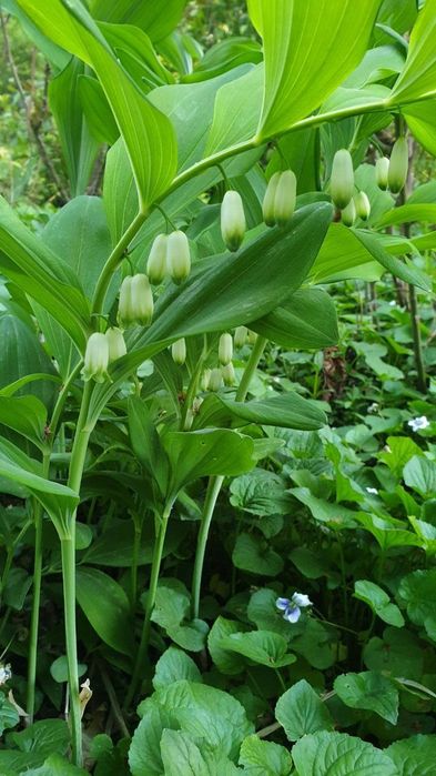 Кюпен, Лесной ландыш продаю многолетний