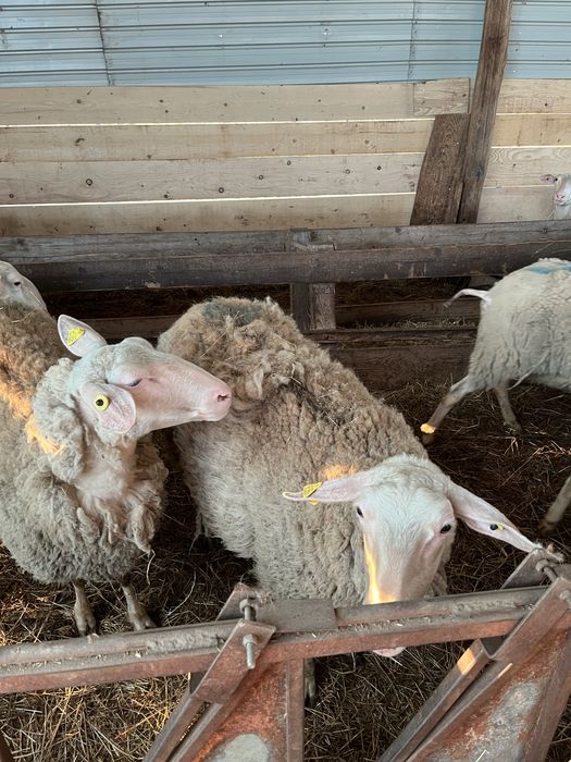 Vand oi rasa friză germana