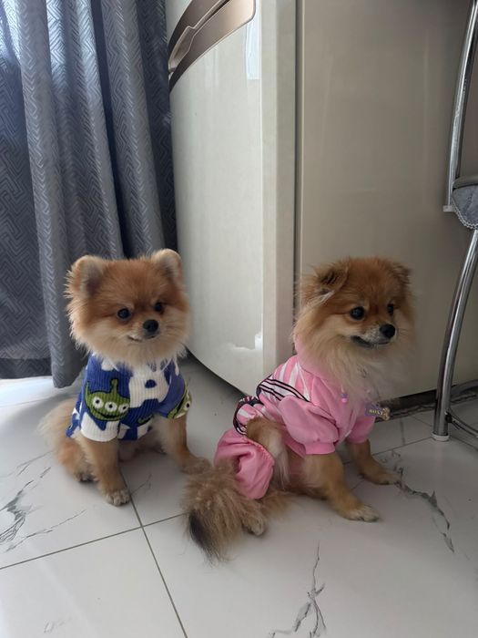 Срочно продам собаку
