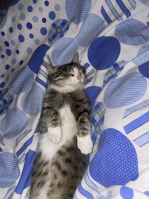 Оддам кошку бесплатно
