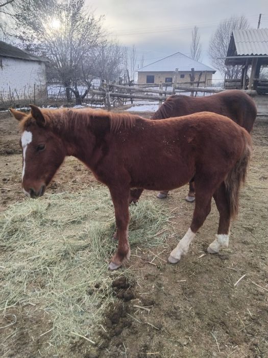 Тай сатылады ааа