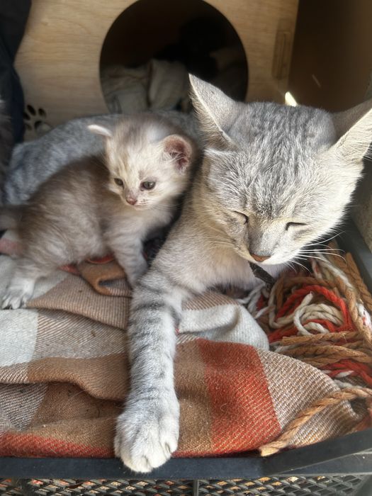 Отдам котенка в хорошие руки
