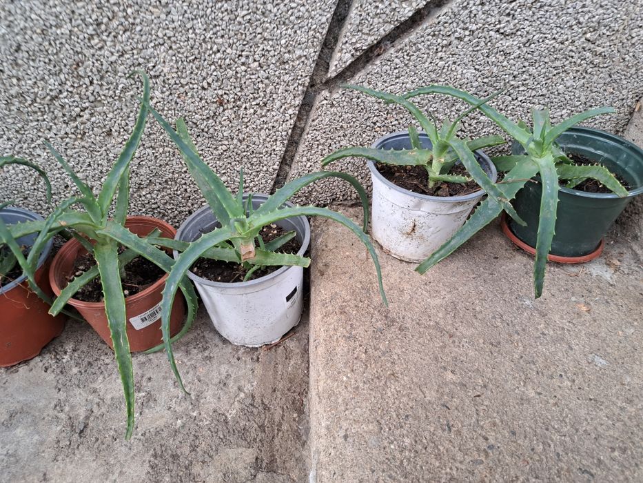 Алое растение в саксия 30см