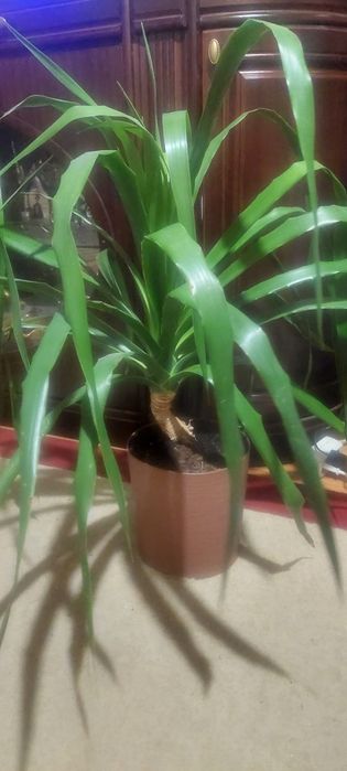 Драцена Драко продаю