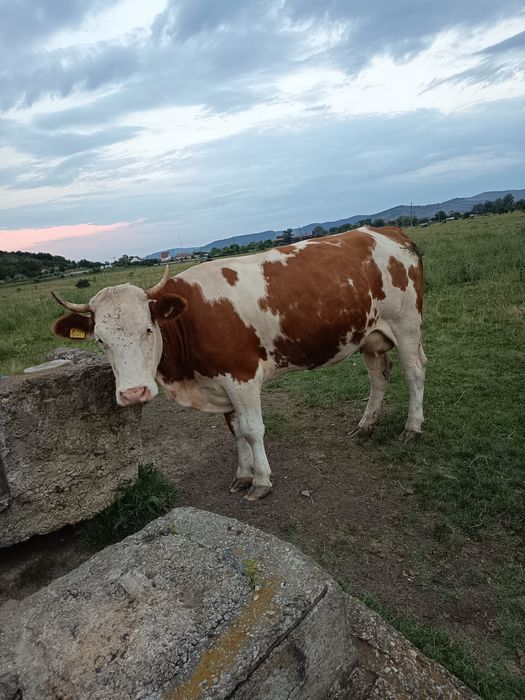 De vânzare vaca la a 2 fatare