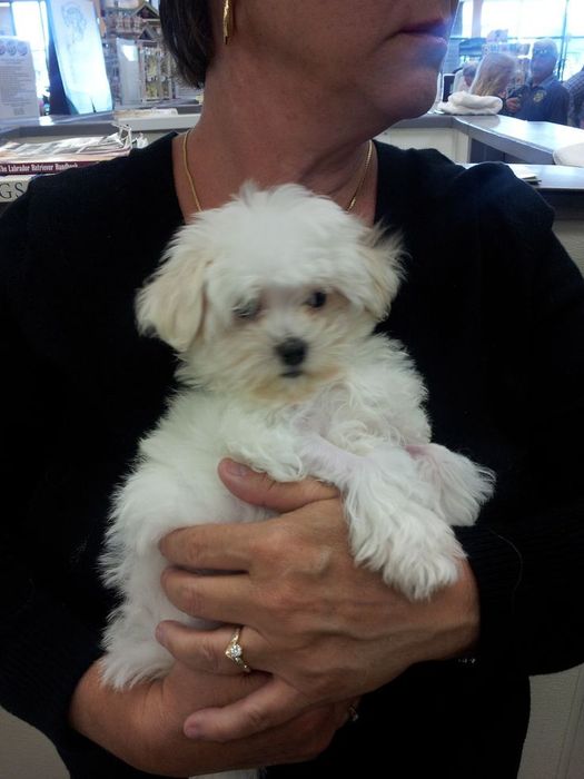 Bichon maltez 600 lei