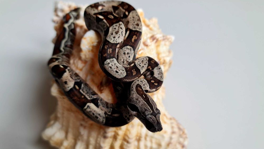 Удав морфа IMG,самка