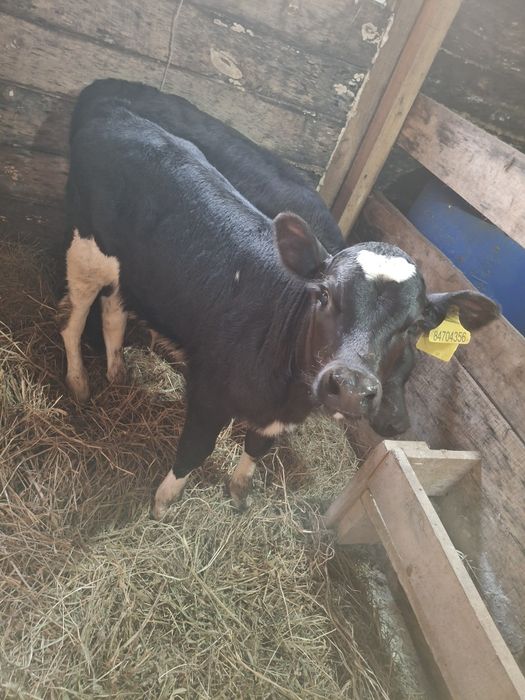 Телята месячные бычок и телочка