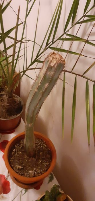 De vanzare cactus