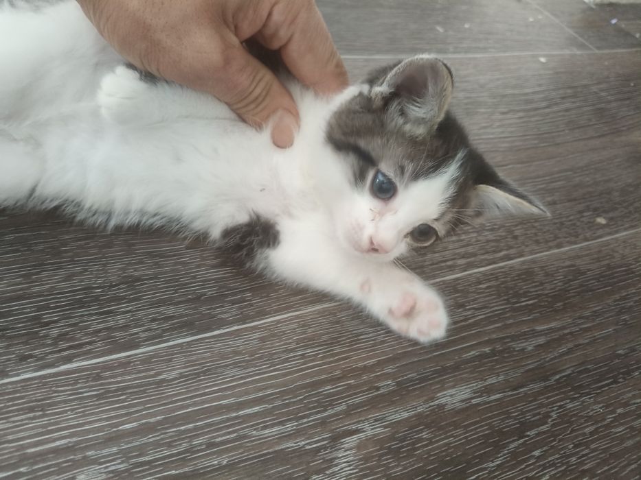 Отдам даром котёнка