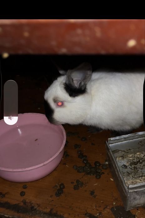 кролики калифорнийский