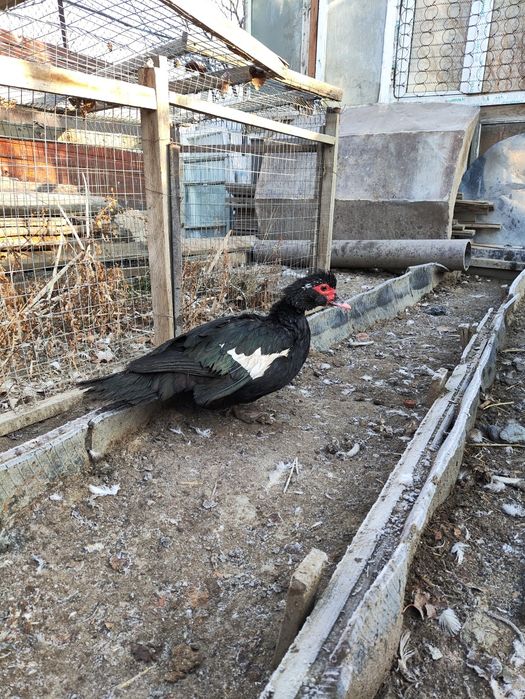 Продам кур Ломан Браун