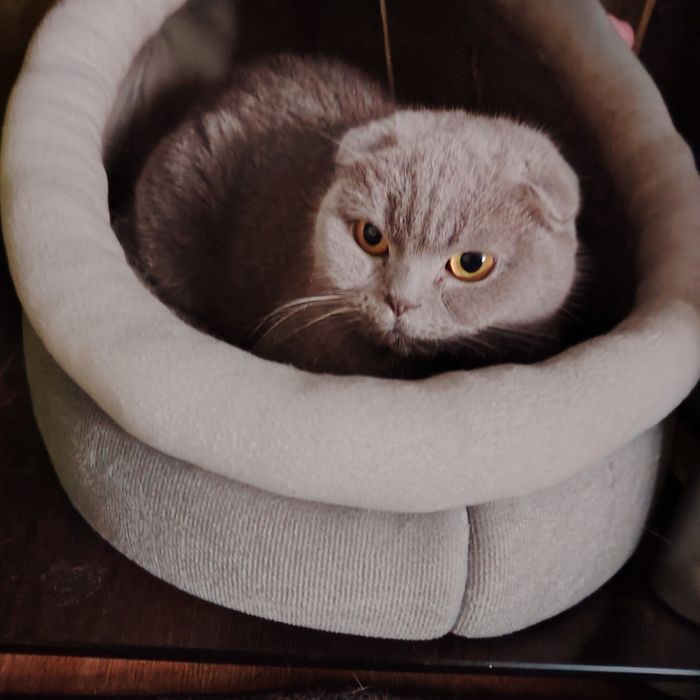 Отдам кошку, возраст примерно 2.5 года, шотландская